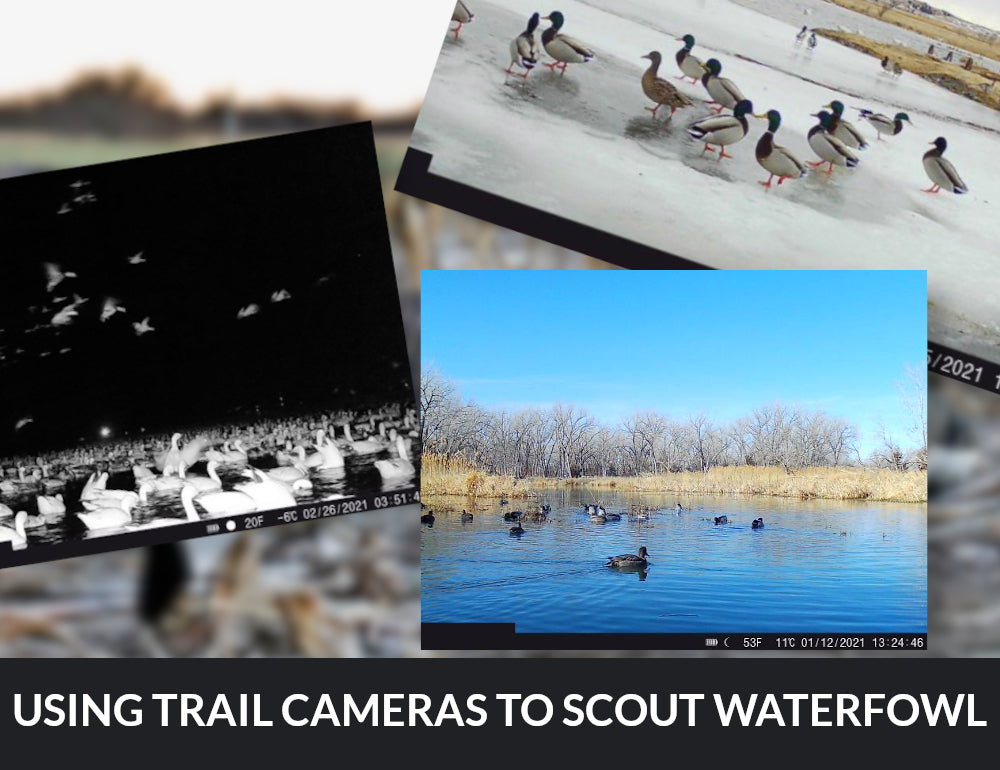 Using trail cameras to scout waterfowl