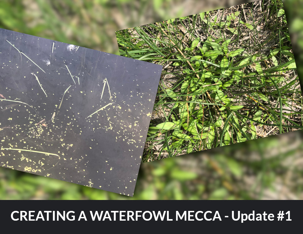 Creating a waterfowl mecca - Update 1