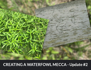 Creating a waterfowl mecca - Update 2