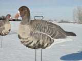 Fully Flocked Specklebelly Goose Silhouettes - Dozen