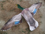 Mallard Duck Flapping Flyer