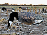 Canada goose silhouette windsock decoy spread in corn field