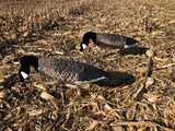 Windsock silhouette Canada goose decoys in a corn field