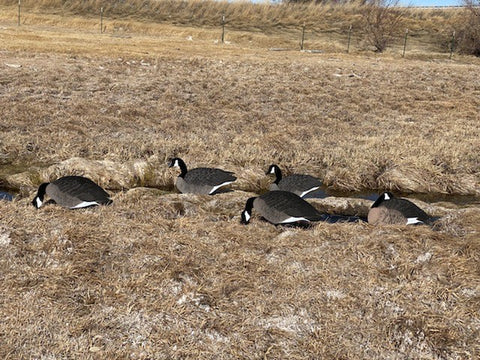 Canada Goose Silhouettes - Dozen