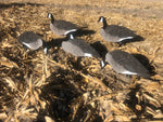 Canada Goose Silhouettes - Dozen