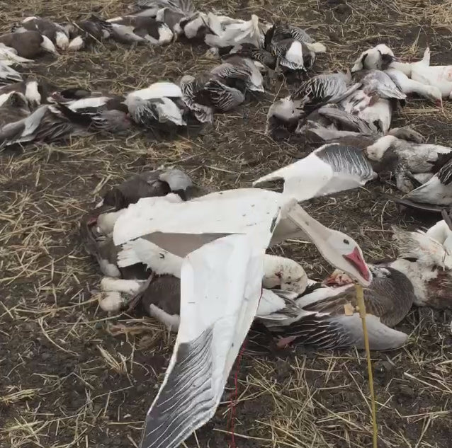 Snow Goose Motion Decoy - Wingbeat Power Flapper – SilloSocks
