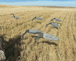 Hunting with six sandhill crane windsock decoys in a field