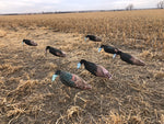 Jake and hen turkey windsock decoys in a corn field