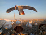 Snow Goose Flapping Flyer